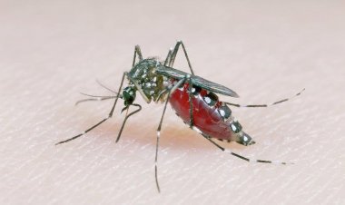 Dengue pode causar complicações no sangue, alertam especialistas