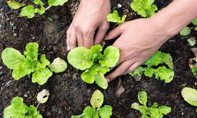 Dicas e práticas de manejo para a produção de hortaliças