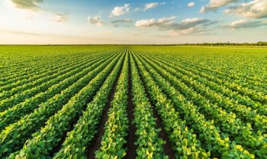 Cascudinho-da-soja pode causar prejuízos importantes na safra 2024/2025; saiba como combater e proteger a produção