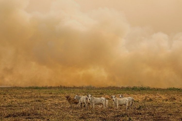 Depois dos incêndios, é momento de vistoriar as cercas e prevenir o fogo no futuro