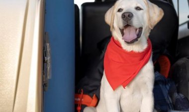 Vai viajar com seu pet? Confira dicas importantes antes de pegar a estrada