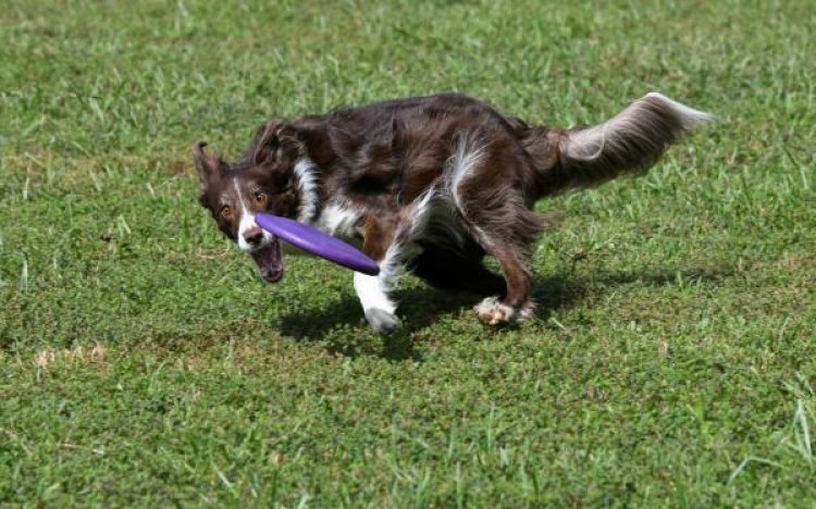 Enfermidades articulares afetam qualidade de vida de cães