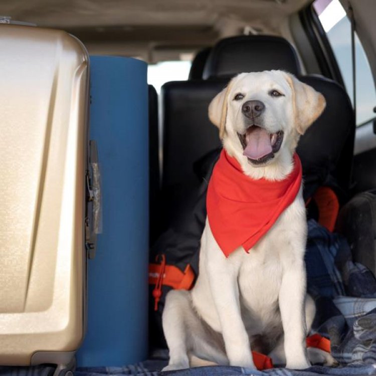 Vai viajar com seu pet? Confira dicas importantes antes de pegar a estrada