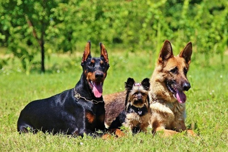 Proteger os cães com coleiras ectoparasiticidas auxilia no controle ambiental e evita a disseminação de doenças causadas por pulgas, carrapatos e outros vetores