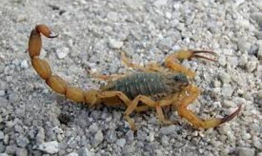 Escorpiões atacam mais no calor: especialista dá seis dicas para evitar acidentes