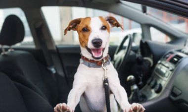 Como garantir a segurança do seu pet durante viagens de carro