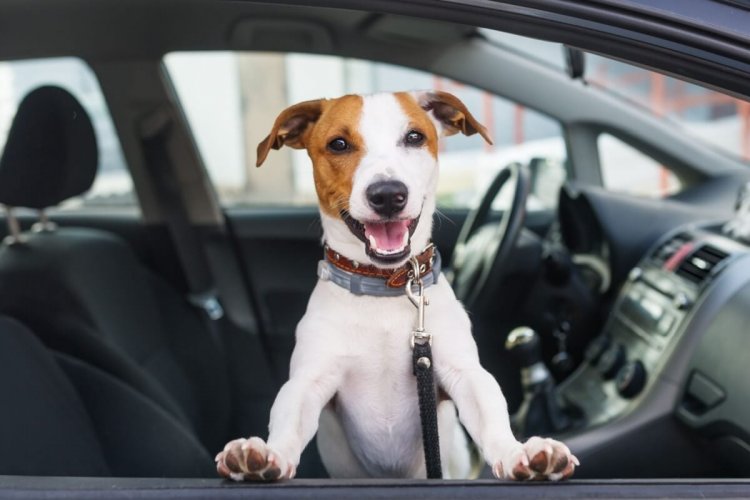 Como garantir a segurança do seu pet durante viagens de carro