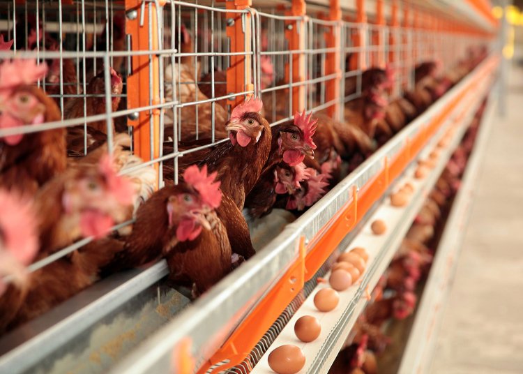 Envelhecimento das poedeiras: ajustes na nutrição ajudam a manter a alta produtividade