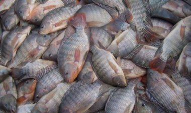 Exportações de tilápia dobram em faturamento e Aquishow Brasil promove painel para análise de oportunidades – especialmente nos EUA