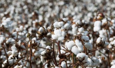 O poder das decisões de comprometer a produção de algodão do Cerrado