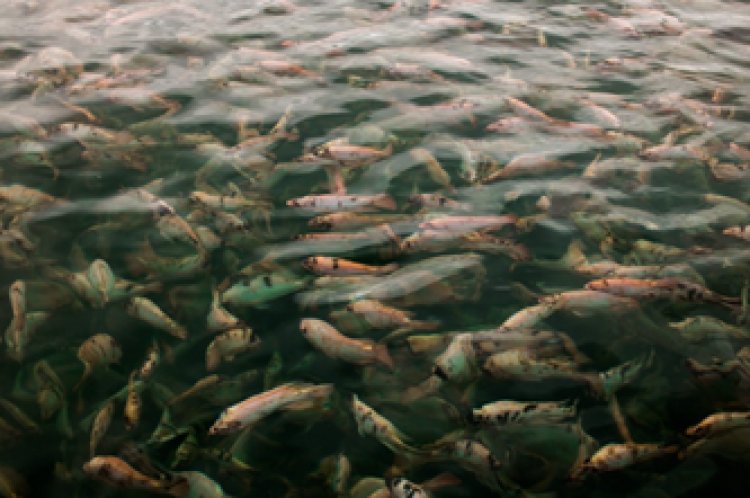 O Brasil à mesa: como a tilápia une sabores e costumes regionais