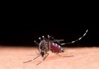 Dengue: especialista alerta para cuidados essenciais dentro de casa
