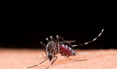Dengue: especialista alerta para cuidados essenciais dentro de casa
