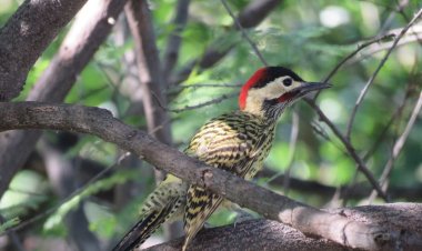 De Caicó para o mundo: guia internacional reúne mais de 230 fotos de aves do Seridó potiguar