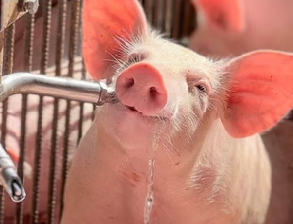 3º Concurso Fotográfico Bacon Lovers abre inscrições e terá iPhone 17 como prêmio