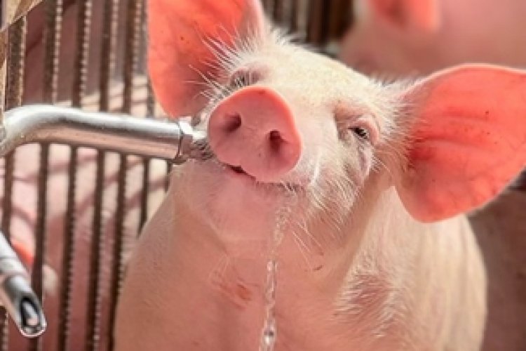 3º Concurso Fotográfico Bacon Lovers abre inscrições e terá iPhone 17 como prêmio