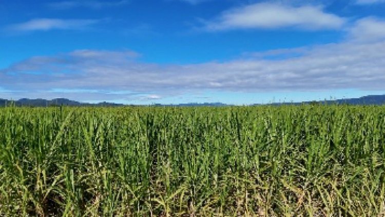 Expectativa de crescimento da safra de cana 2026/2027 reforça valor do manejo da soqueira