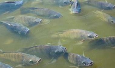 El Niño muda o comportamento alimentar dos peixes. Produtores precisam fazer ajustes na nutrição